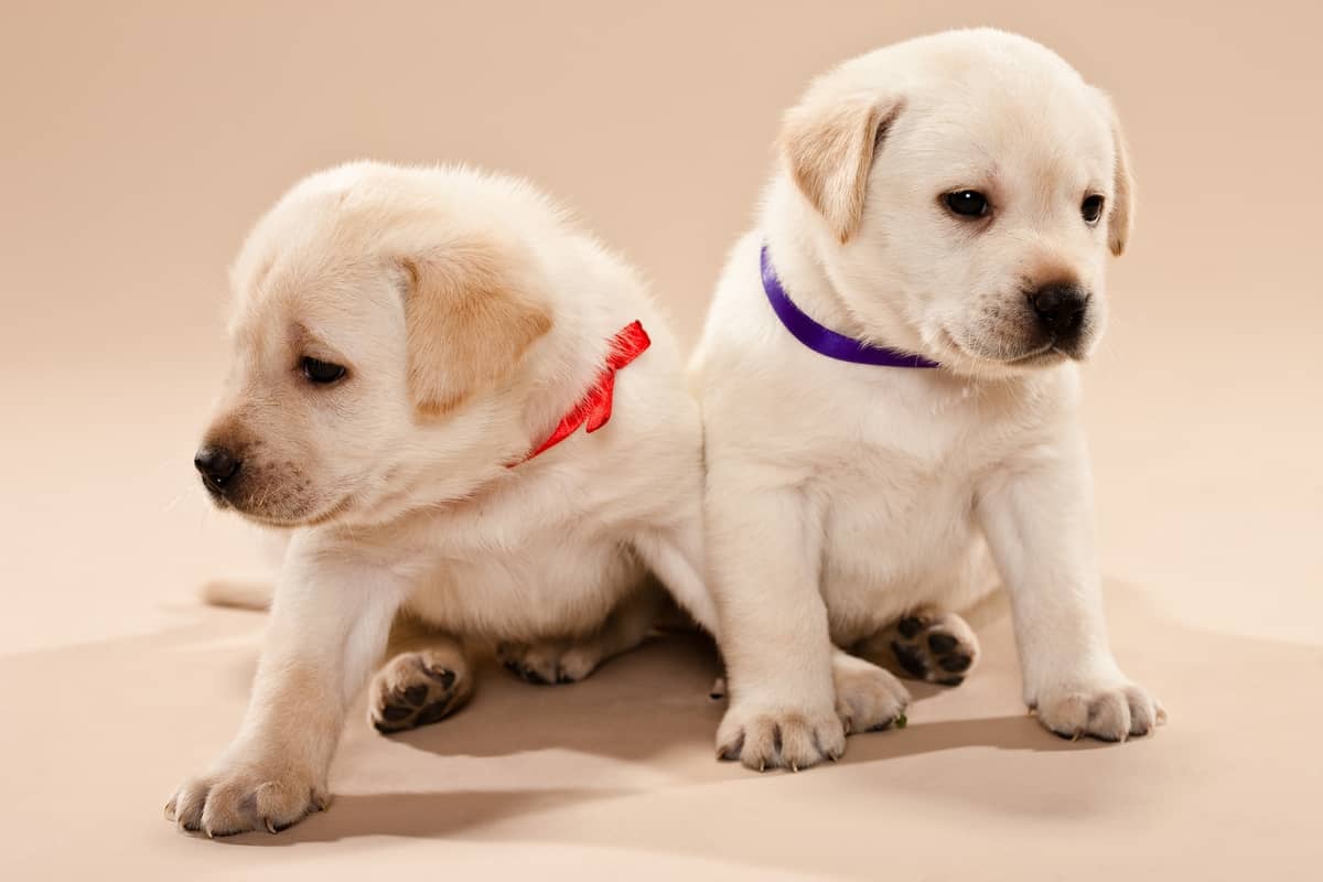 how to identify male and female labrador puppy
