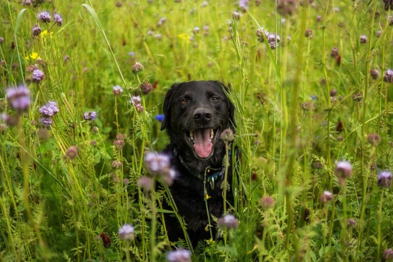 Why Does My Labrador Eat Grass?