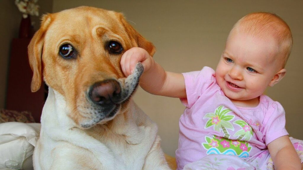 introduce a labrador to a new baby