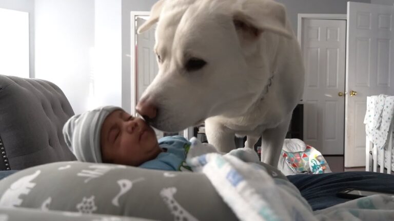 Introducing a Labrador to a New Baby: A Guide for a Smooth Transition