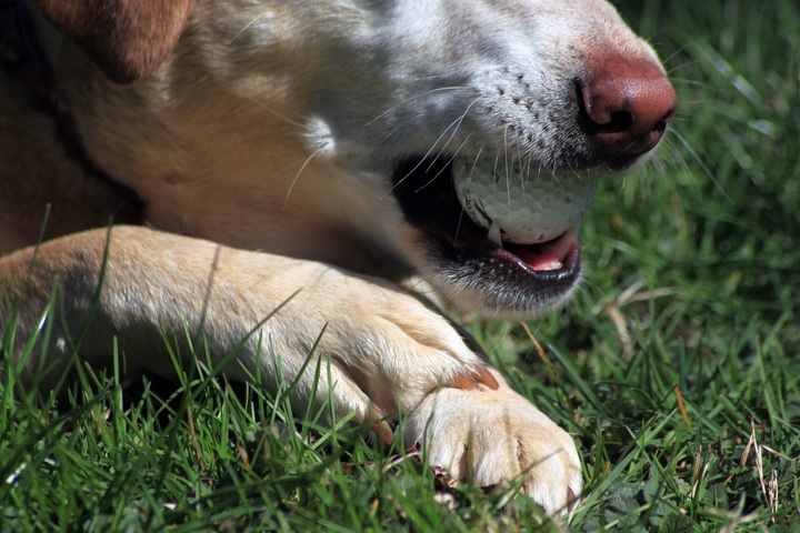 how often to trim labradors nails