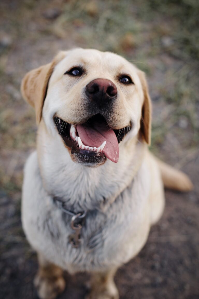 How Many Teeth Does a Labrador Have? The Surprising Facts 
