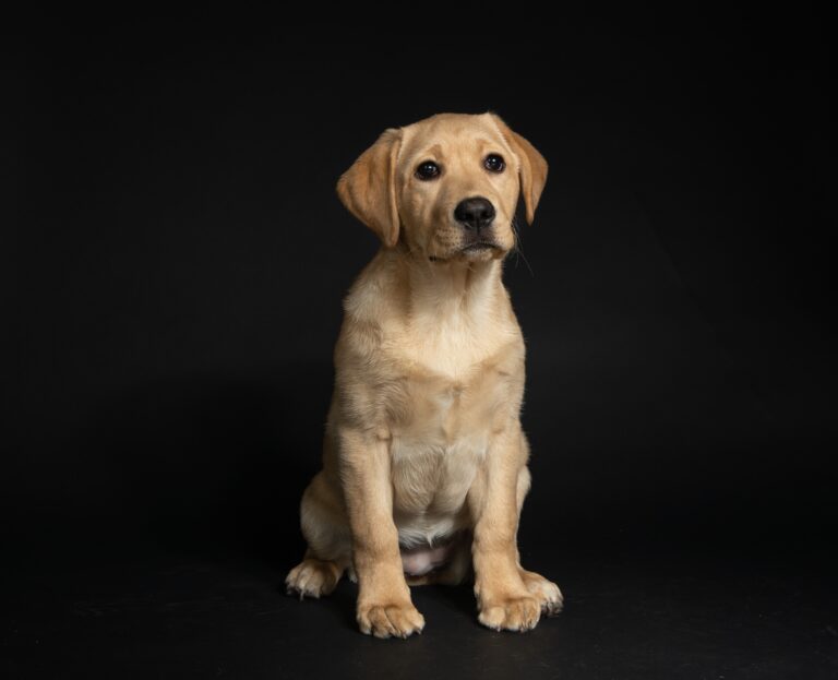 How To Train A Labrador Puppy To Sit