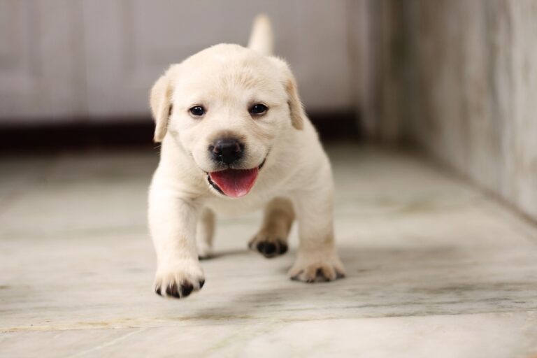 How To Identify A Good Labrador Puppy