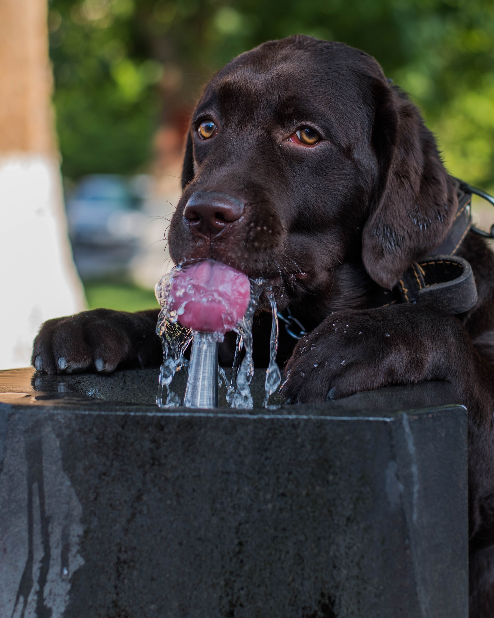 how much water should a labrador drink a day