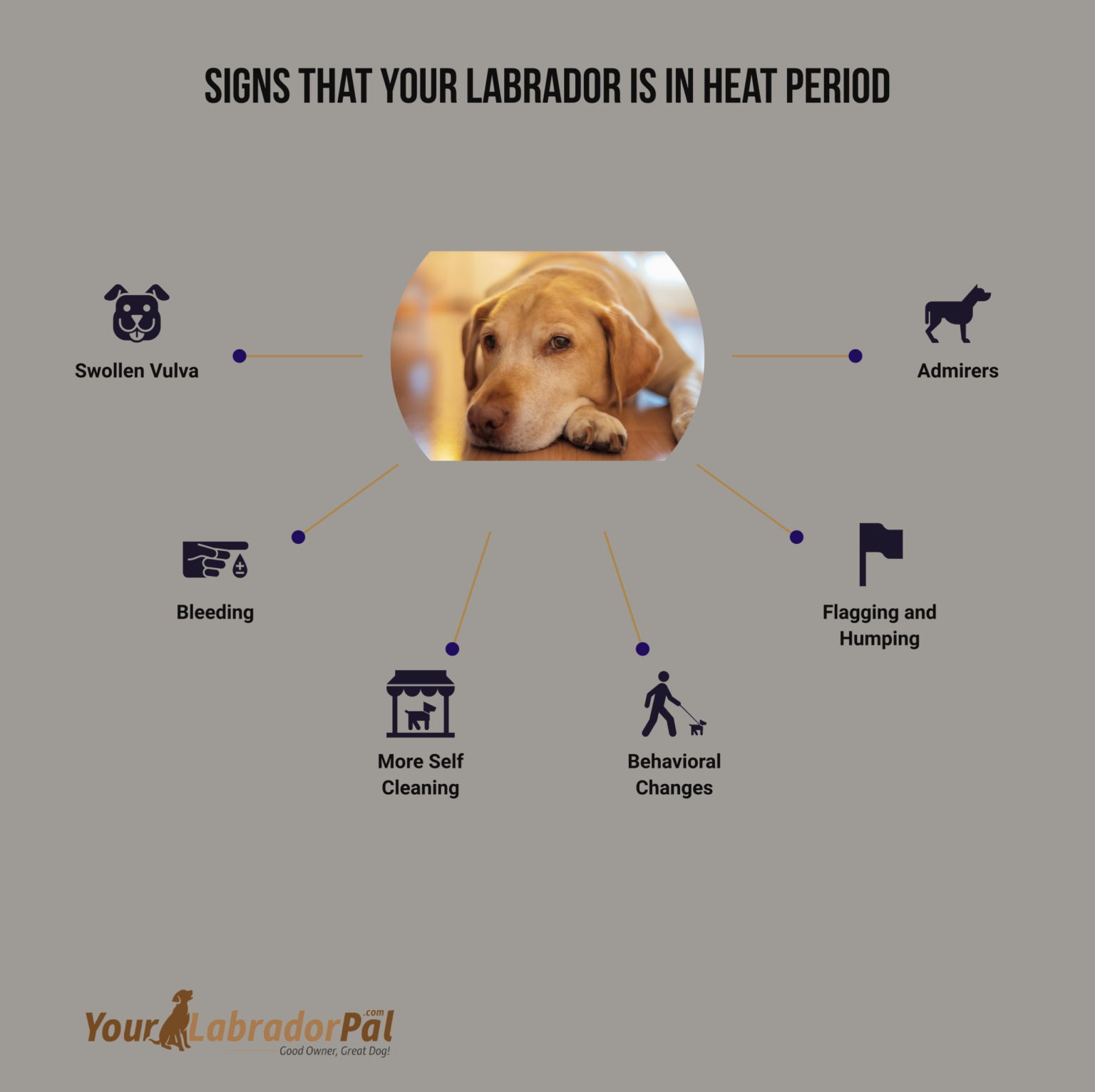 Understanding the Duration of a Labrador's Heat Cycle: A Comprehensive