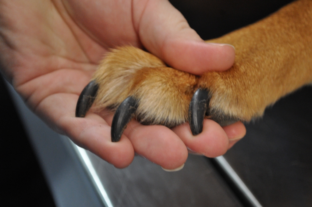 how long should labrador nails be