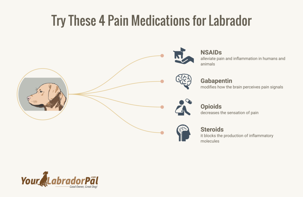 what to give Labrador for pain