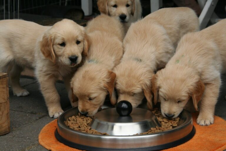 When to Switch From Puppy Food To Dog Food Labrador