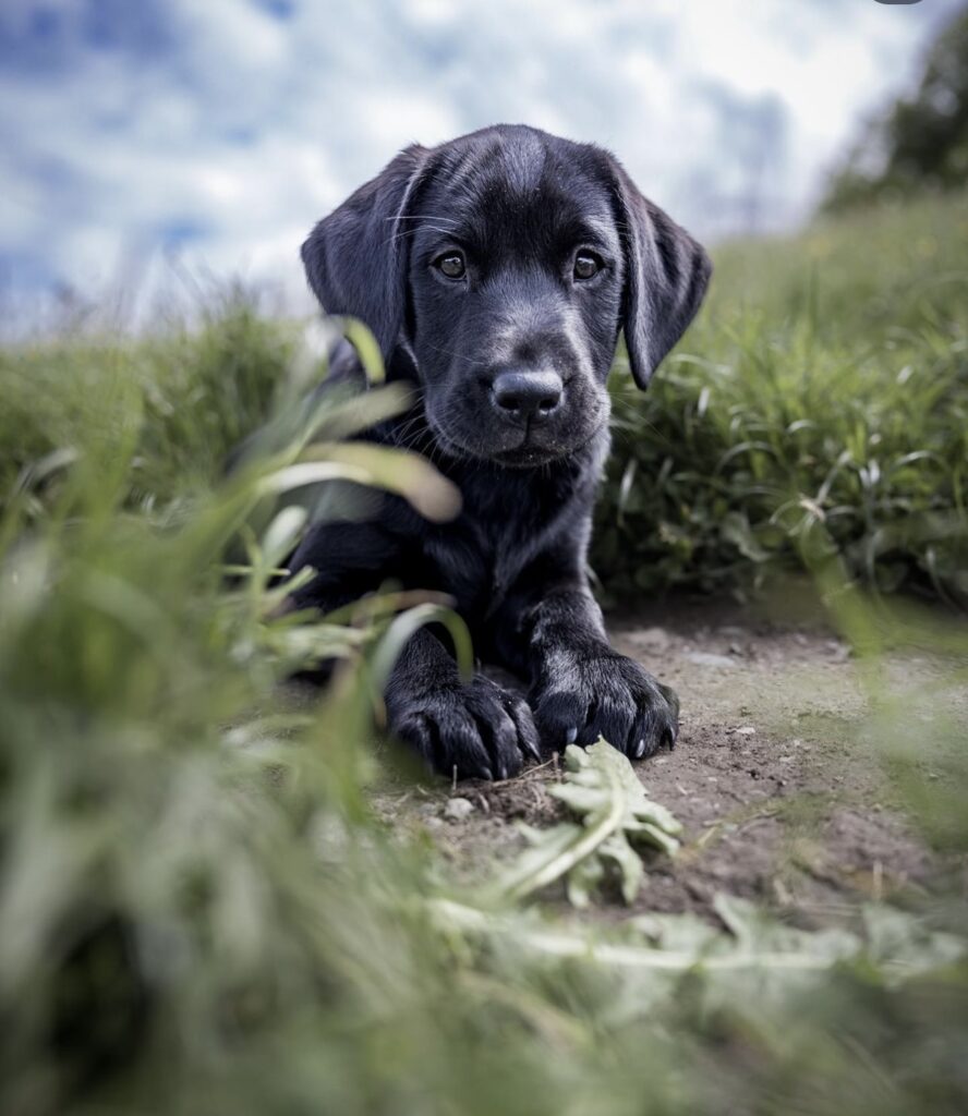 how much does a black labrador cost