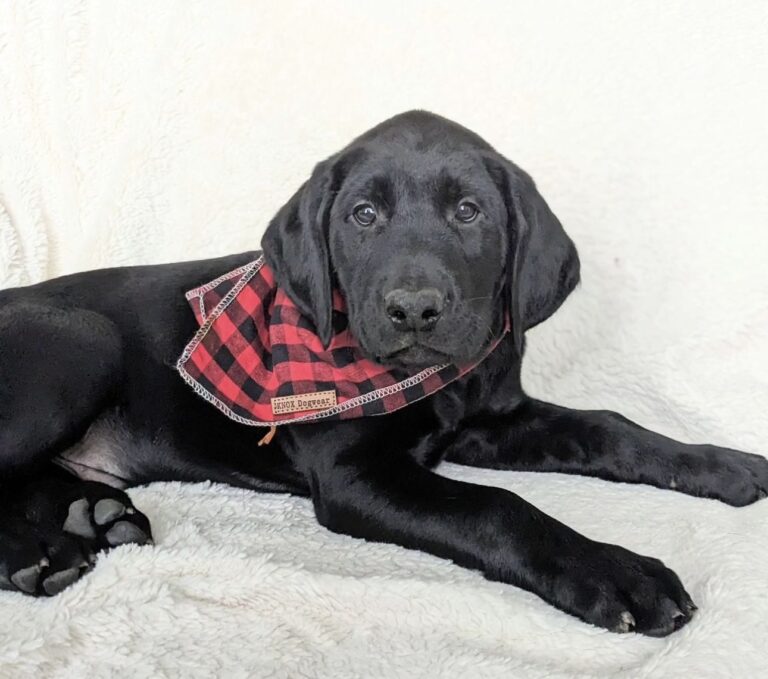 How Much Does A Black Labrador Cost?