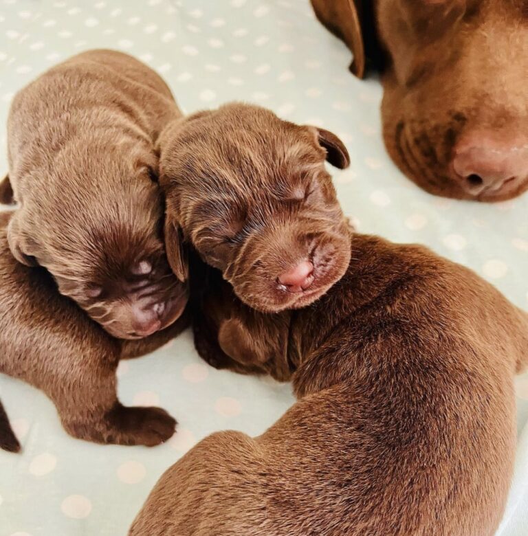 When Do Labrador Puppies Open Their Eyes?