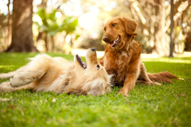 Labrador Retriever or Golden Retriever: The Furfect Buddy