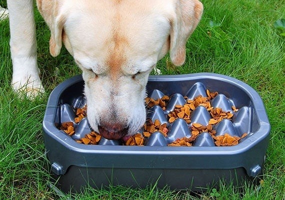 Steps on How to Stop Labrador From Tipping Food Bowl