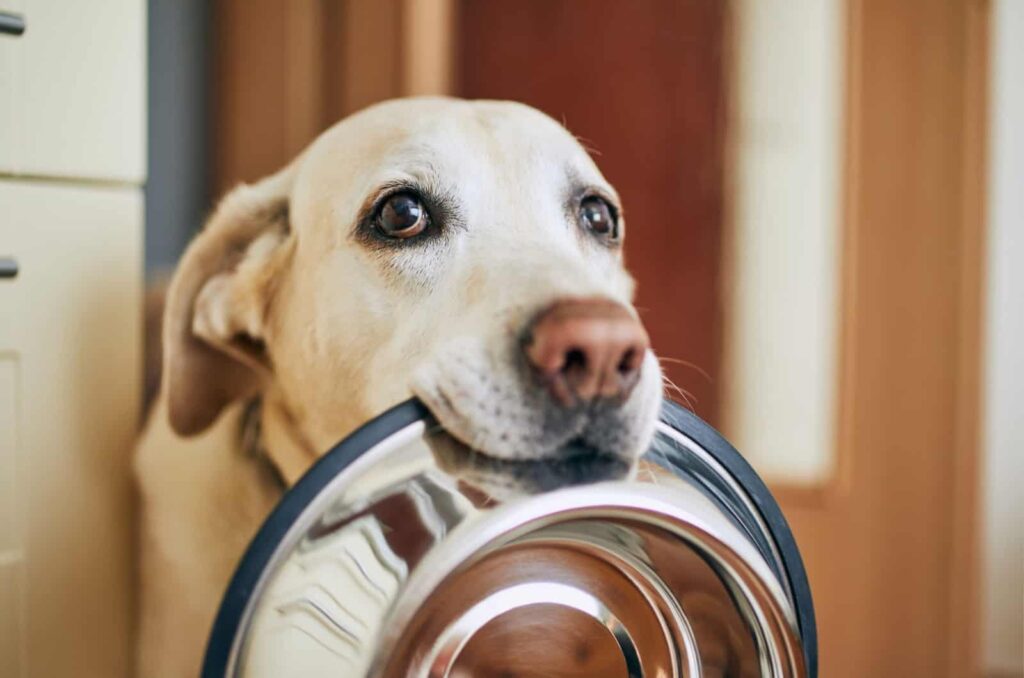 Why Do Labradors Tip Their Food Bowls