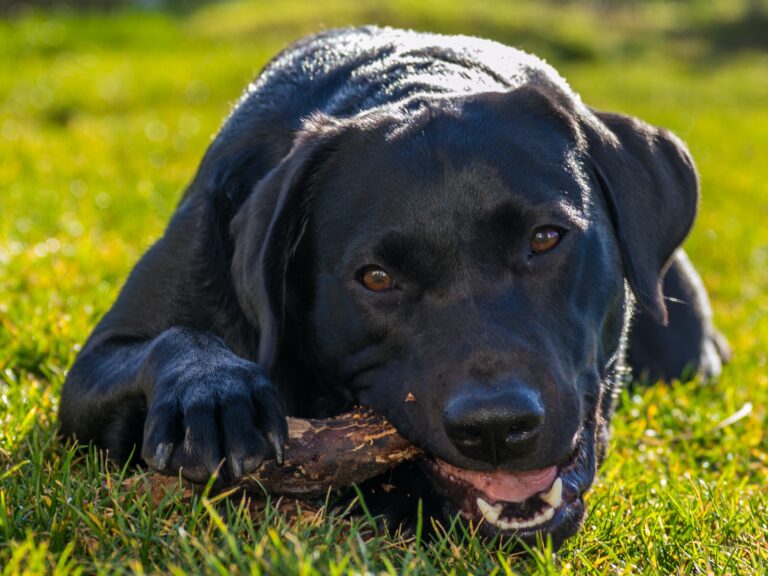 Understand the Signs and Symptoms of Neurological Problems in Labradors
