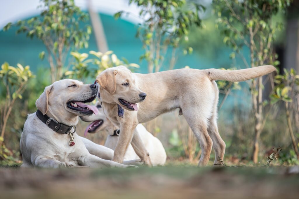 Comparing Labradors to Other Breeds