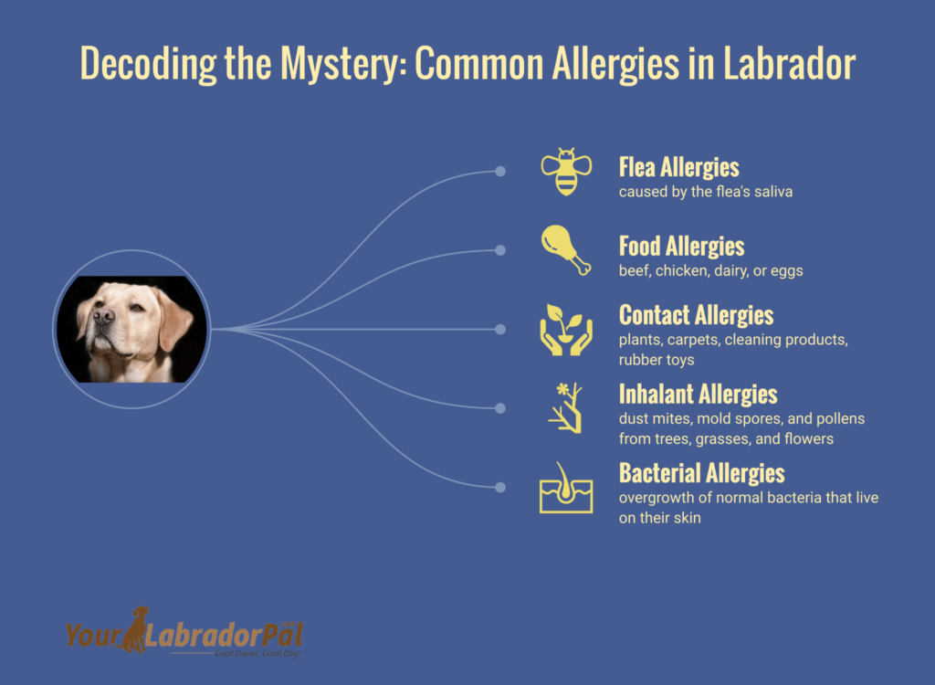 what are labradors allergic to