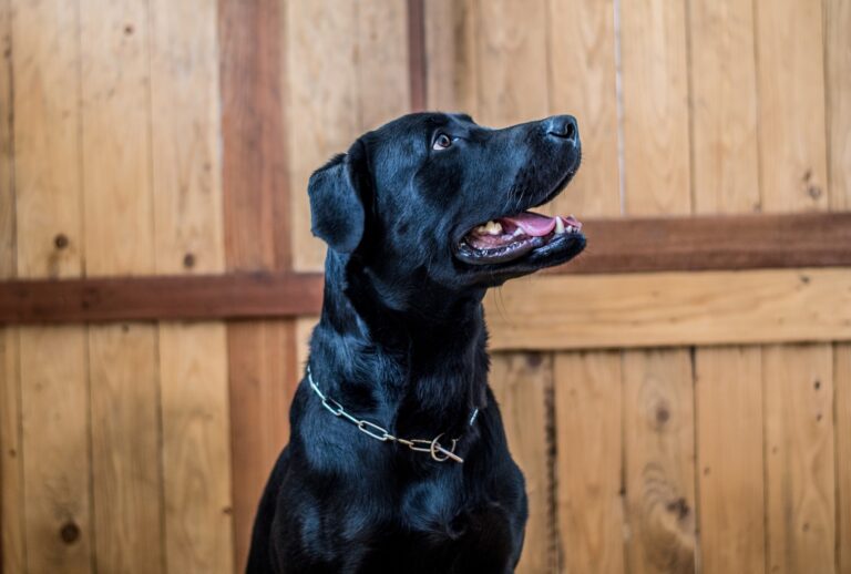 Why Does My Labrador Have Hiccups All The Time: A Pet Owner’s Guide