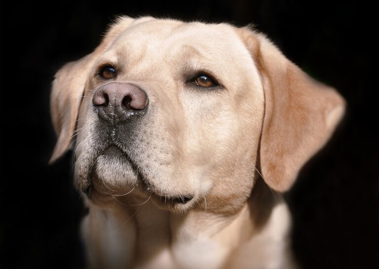 What Are Labradors Allergic To? A Comprehensive Guide To Canine Allergies