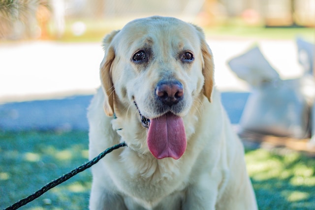 Obesity in Labradors: Keeping Labradors Fit and Fabulous