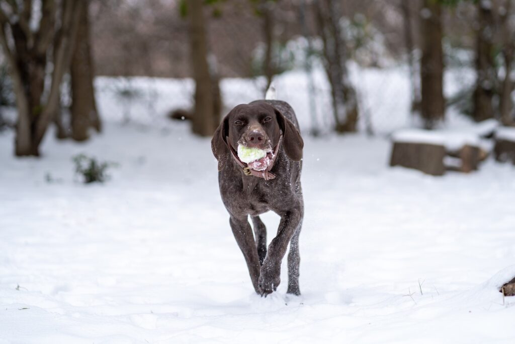 can labrador retrievers handle cold weather