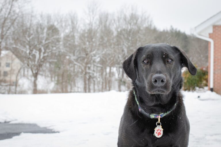 Can Labrador Retrievers Handle Cold Weather?