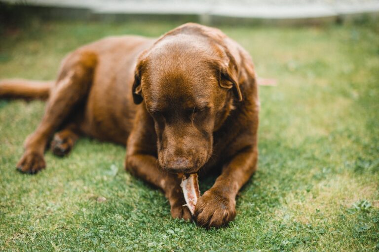 Dogs Dangerous Foods: What Labrador Retriever Should Not Eat?