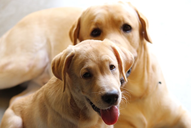 Is a Labrador a Good Therapy Dog? Exploring the Endearing Qualities of Labradors in Therapy Work