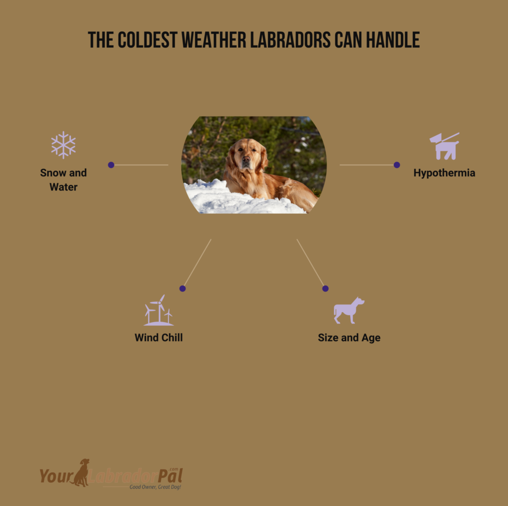 can labrador retrievers handle cold weather