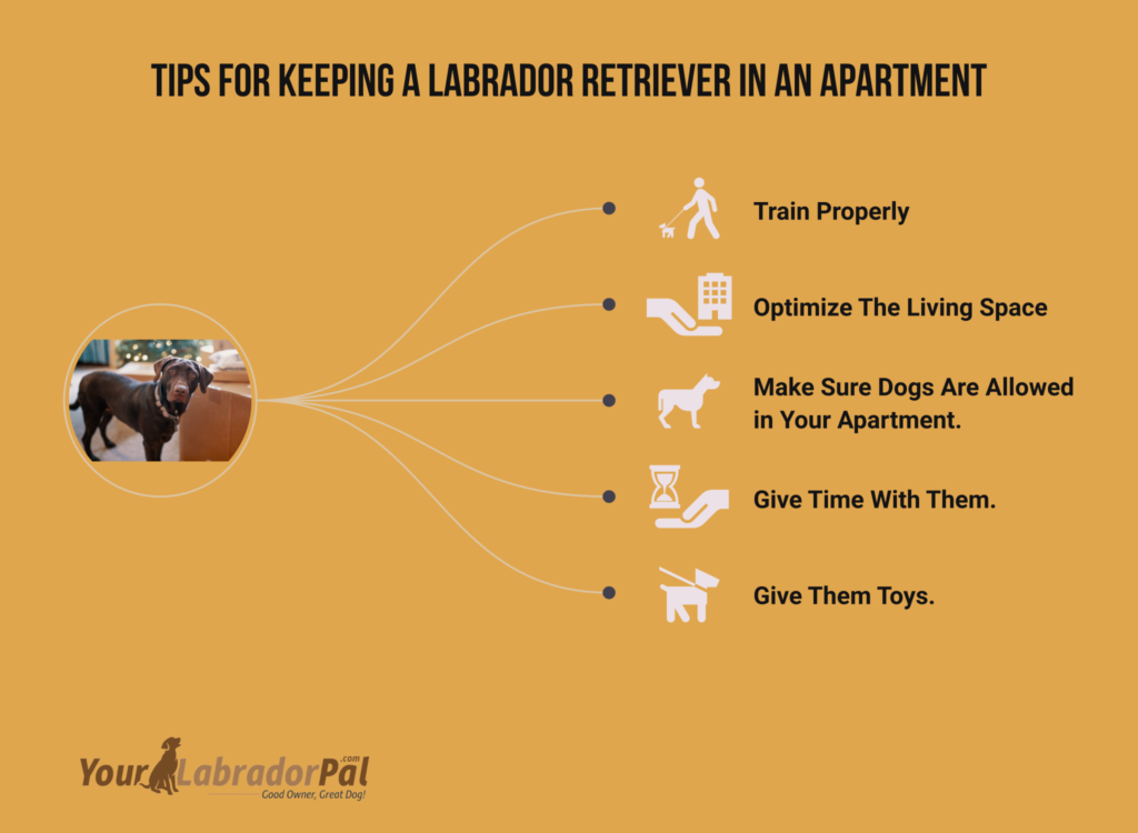 are labrador retrievers good apartment dogs