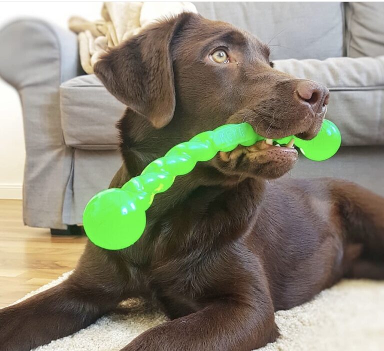 Playtime Essentials: What Toys Do Labrador Retrievers Like