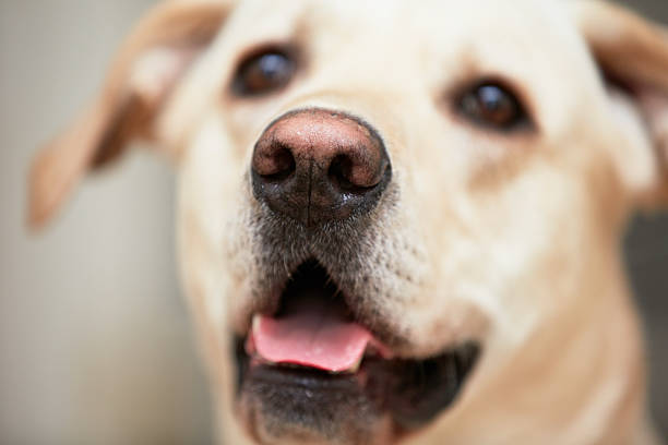 Labrador Retriever with Pink Nose: Factors and Health Implications