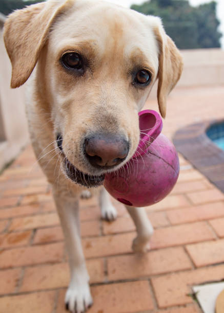 Labrador Retriever with Pink Nose