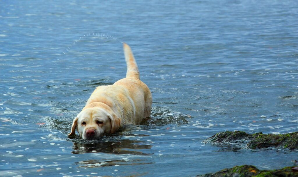 are labrador retrievers good swimmers