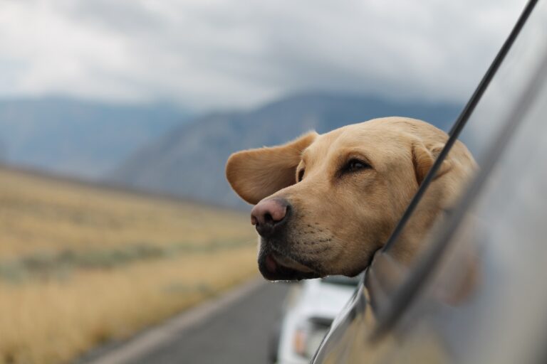 Traveling Tails: Learn The Best Way to Travel with a Labrador in a Car
