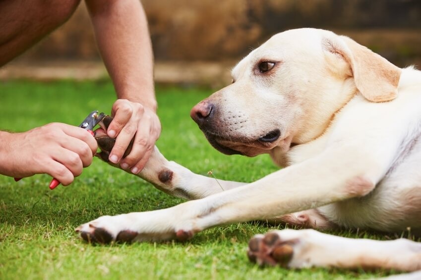 how to restrain a labrador for nail clipping