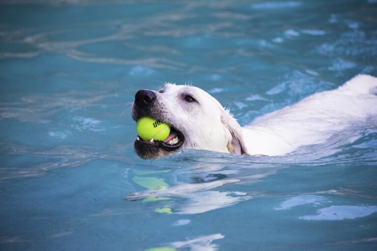Are Labrador Retrievers Good Swimmers?