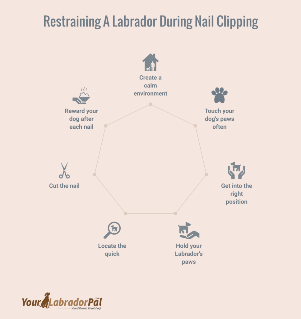 How To Restrain A Labrador for Nail Clipping