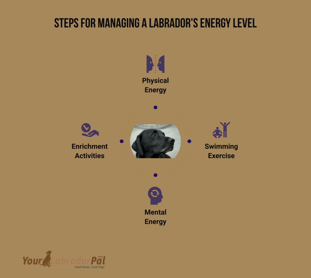 labrador retriever energy level